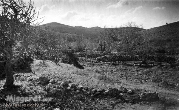 בוסתן פורח 1947