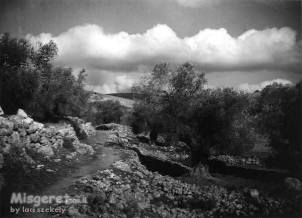 עלאר 1947 - עצי זית
