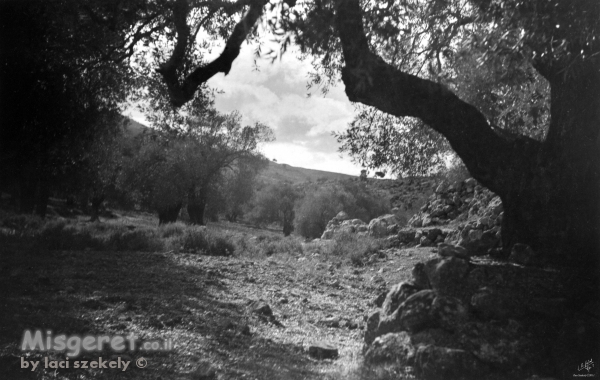 עלאר 1947 - עצי זית