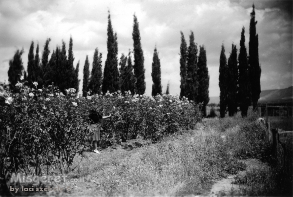 אשדות יעקב 1947 שושנים