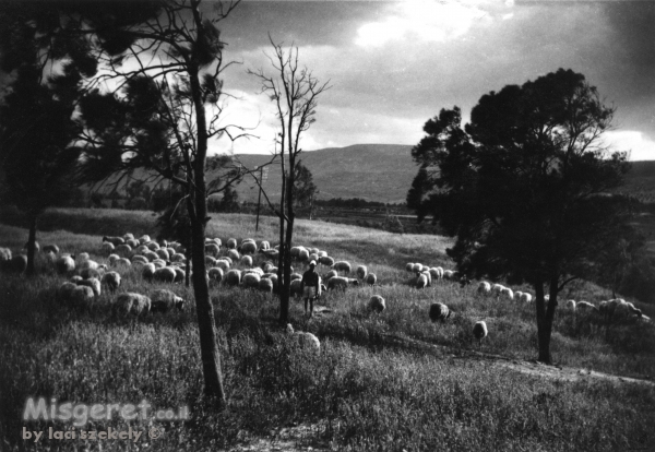 בית אלפא 1947 רועה ועדרו