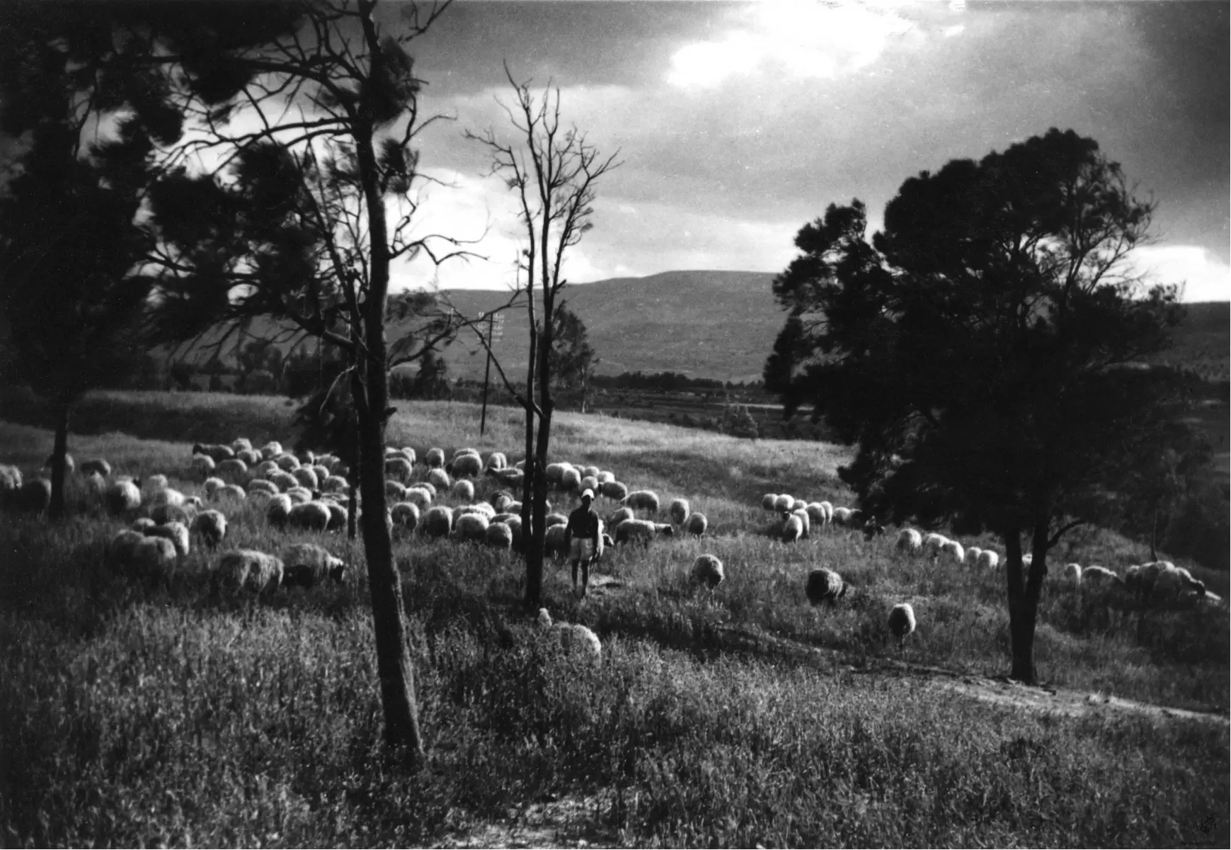 בית אלפא 1947 רועה ועדרו - דוד לסלו סקלי -  - מק''ט: 142595