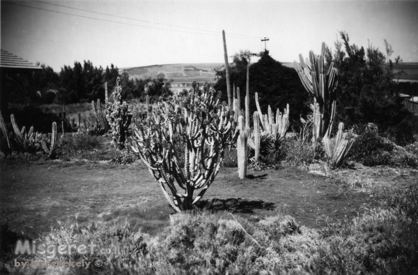 חפציבה 1947, גן קקטוסים