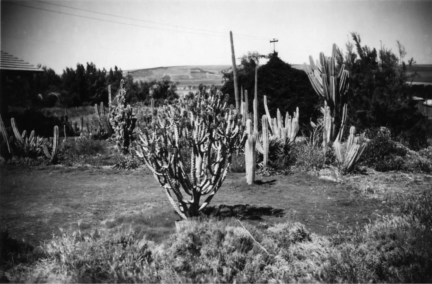 חפציבה 1947, גן קקטוסים - דוד לסלו סקלי -  - מק''ט: 142635