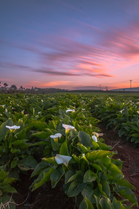 קלאות בשקיעה