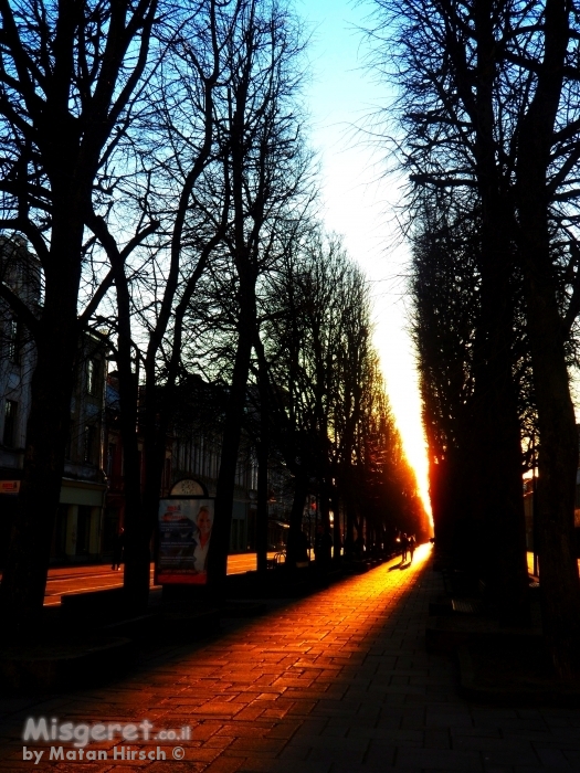 שקיעה בין העצים