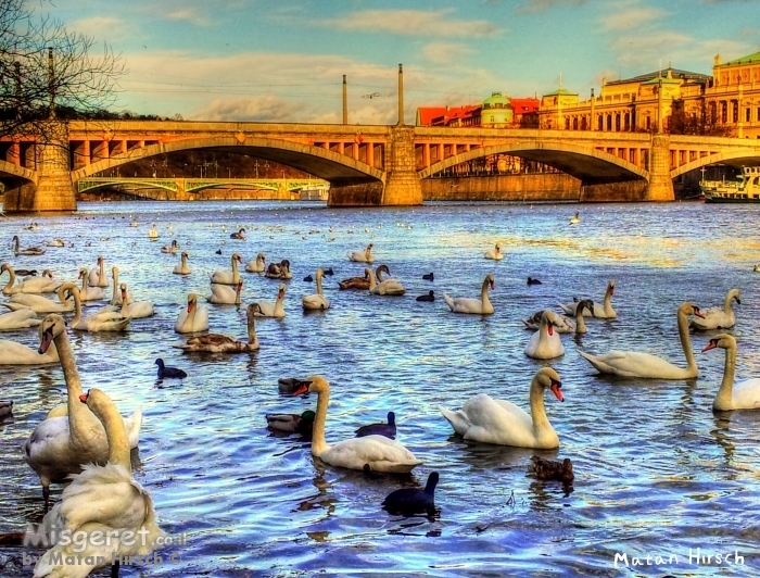 ברבורים מפראג