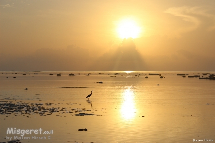 זריחה על המים