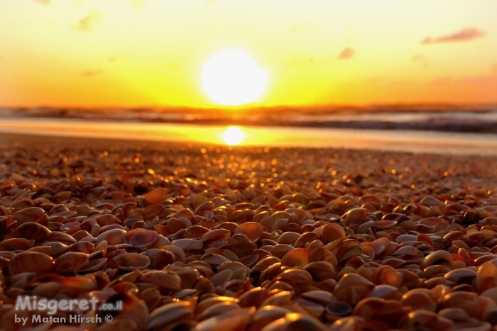 צדפים בשקיעה
