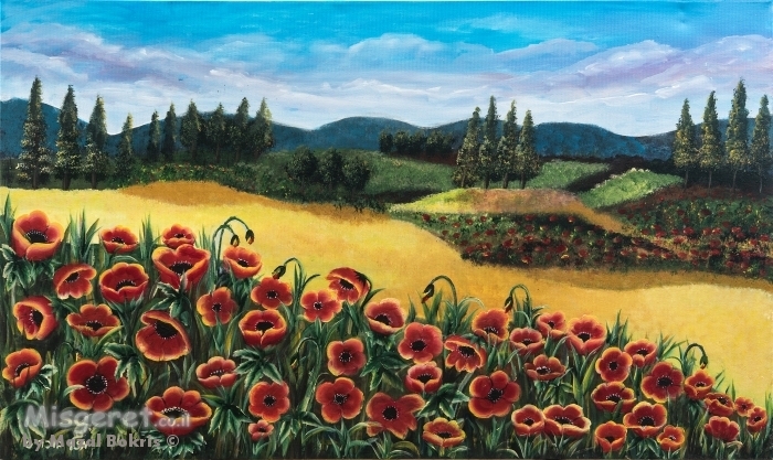 כלניות אדומות