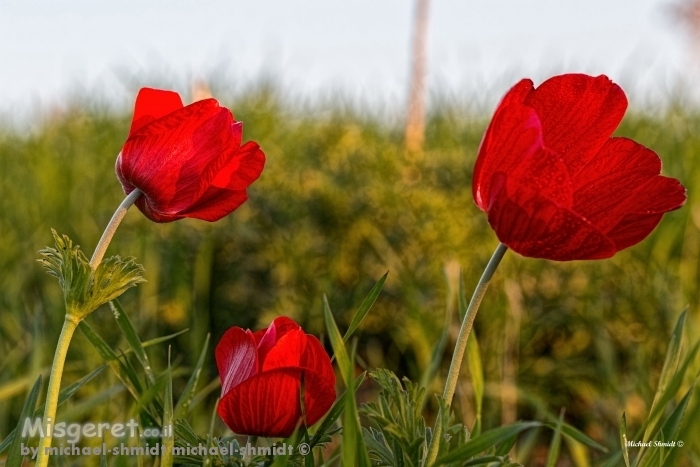טקס מלכת היופי..