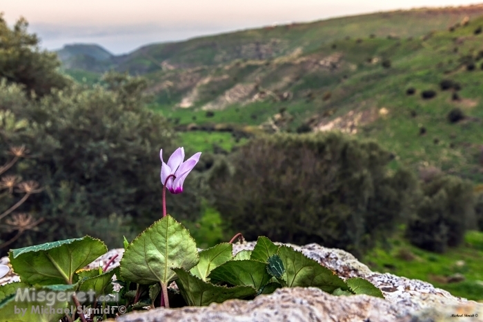 רקפת עם נוף לים