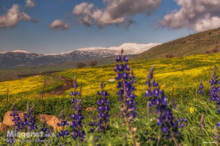 החרמון פורח
