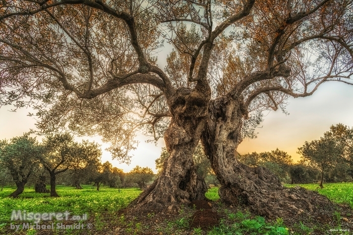 הדמיית תמונה על קיר