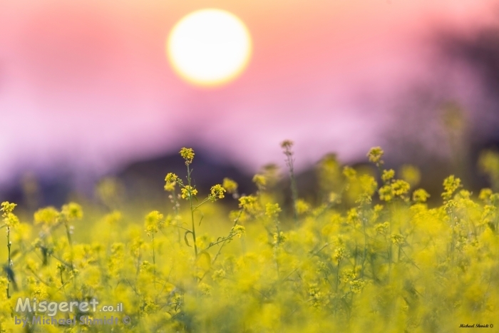 שקיעה צהובה