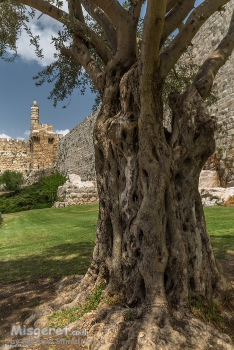 שורשי דוד המלך