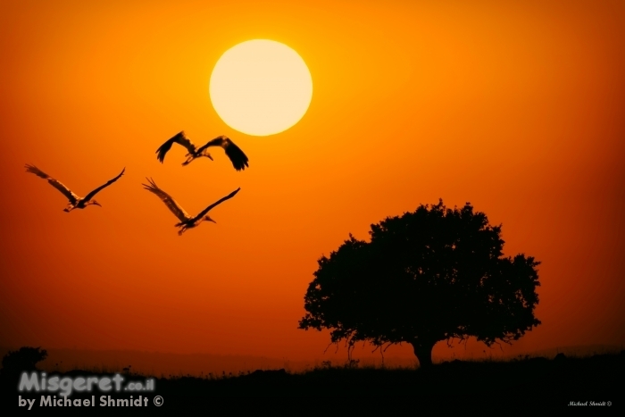 עפים עם השקיעה