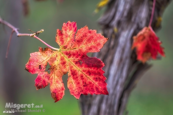 תשוקה של סתיו...