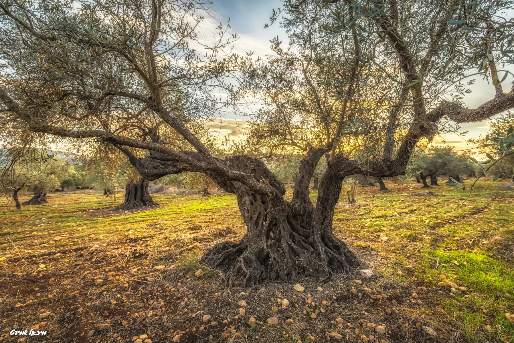 זרועות עתיקות יומין – מיכאל שמידט | תמונה לסלון בסגנון כפרי