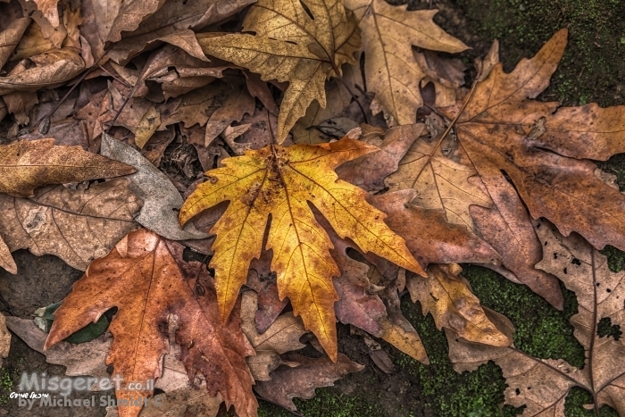 פסיפס שלכת..
