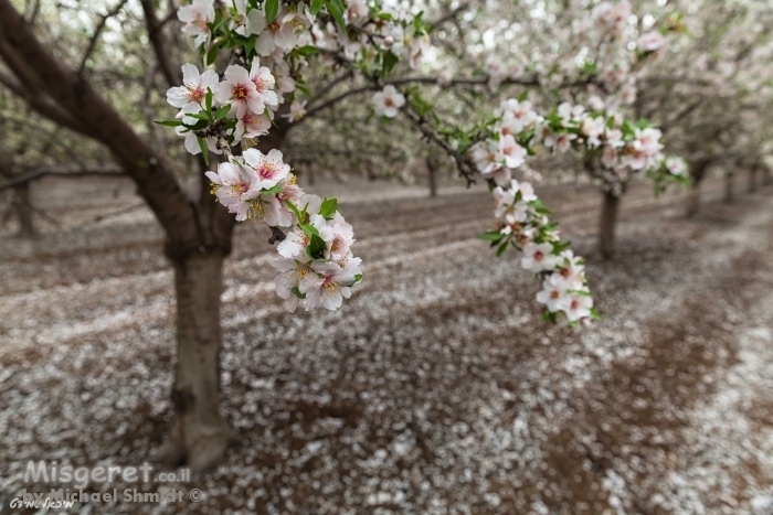השקדייה פורחת...