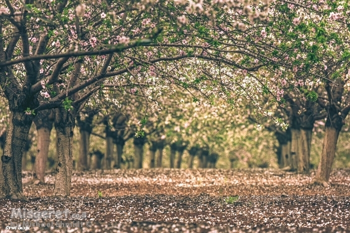 כמו לפני 30 שנה...