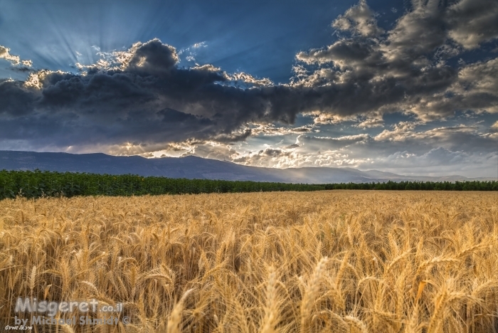 ים השיבולים...