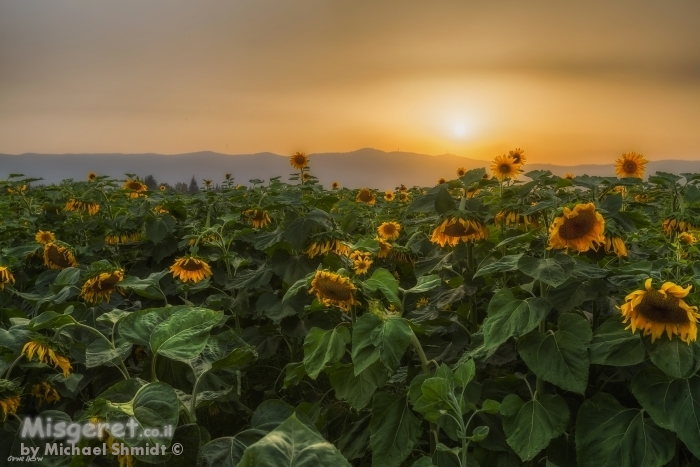 ענווה בשדה החמניות..