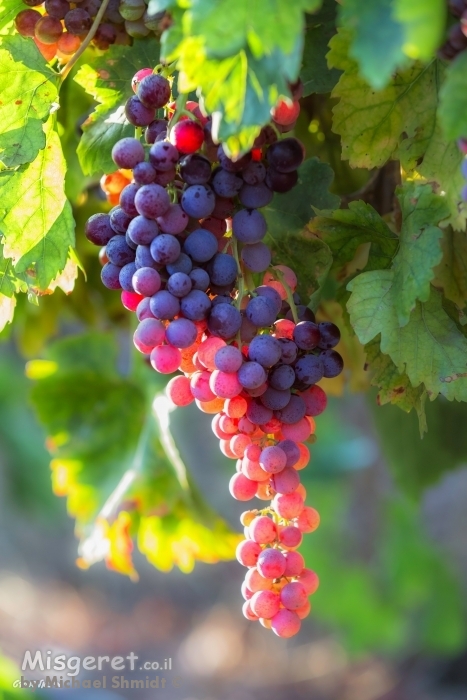 ארץ זבת חלב ודבש..