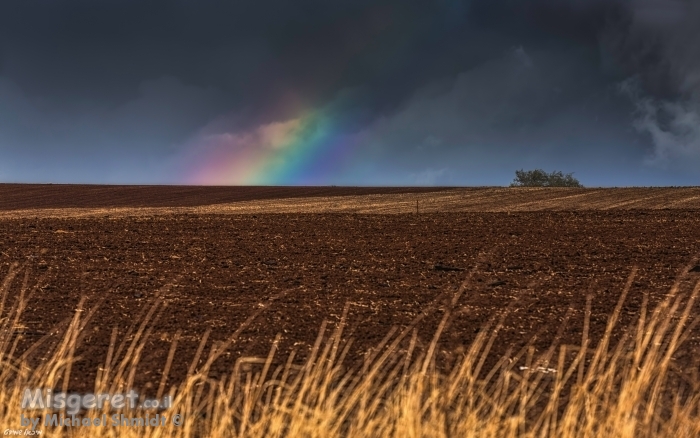שדות ביקשו אל הגשם..