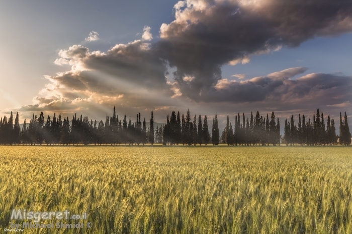 שדה ישראלי...
