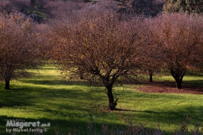 חורשה קסומה