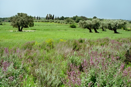 שדות ירוקים