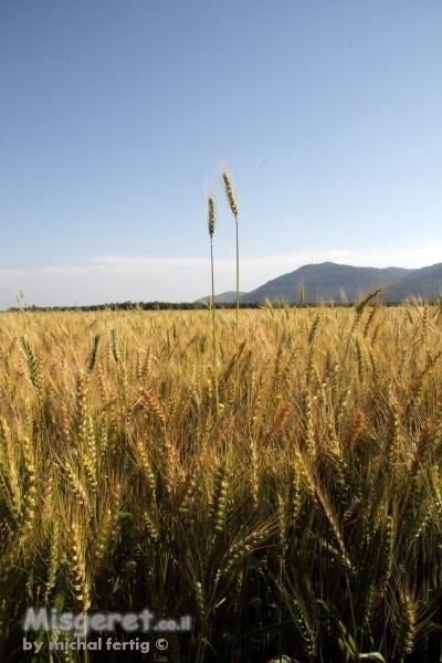 צמיחה בשנים