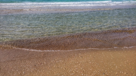 חיות מים