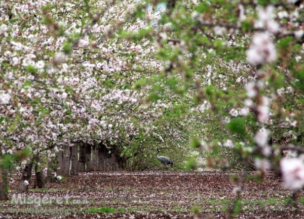 אגדה יפנית בגליל 1