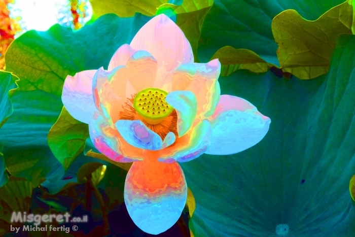 לוטוס זרחני