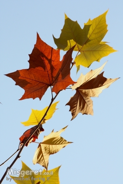 שלושה שהם אחד