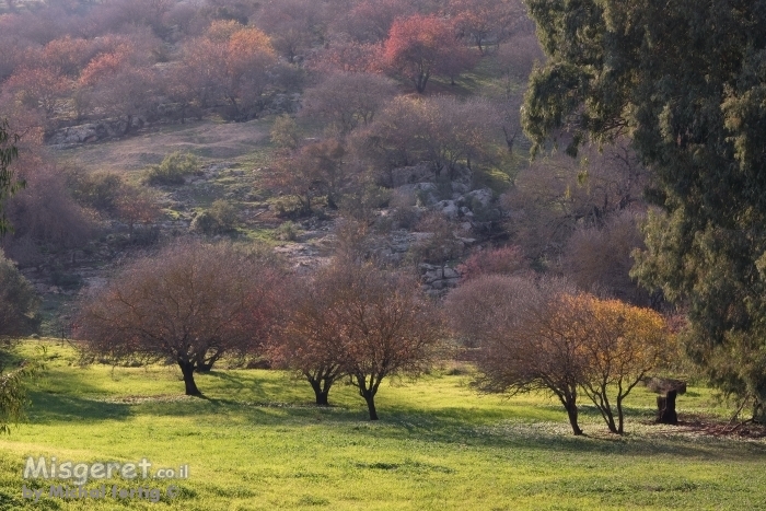 חורשה קסומה