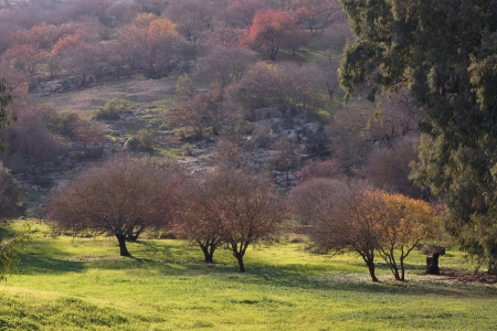 שלכת