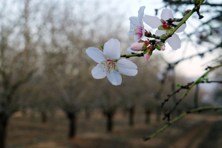 פרחים לבנים