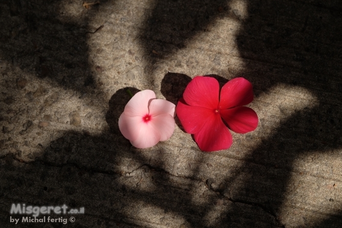 יתרון האור מן החושך