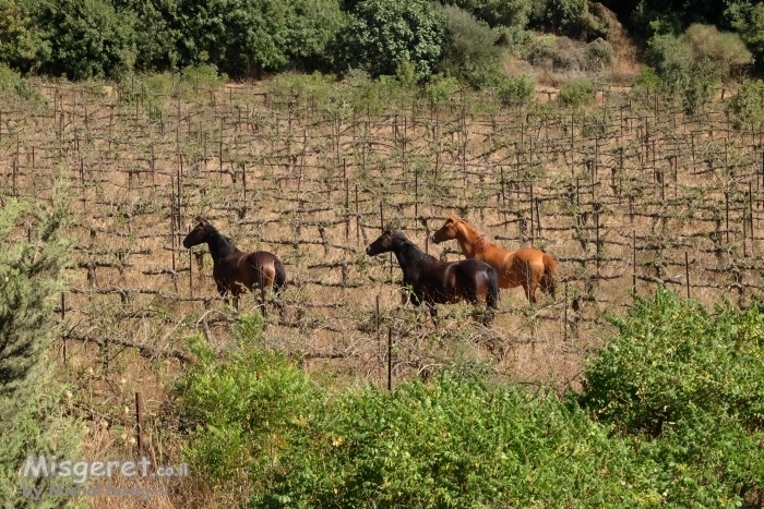 סוסים בכרם