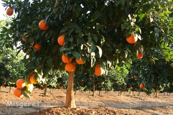 עץ התפוז