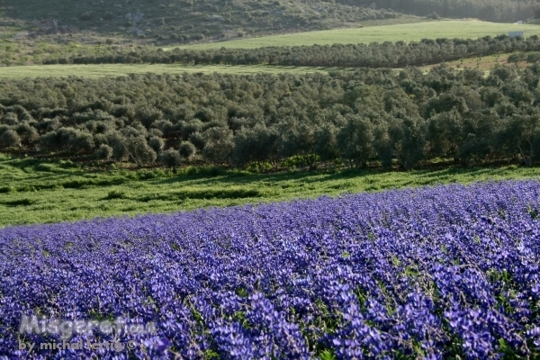 תורמוסים וכרם זיתים