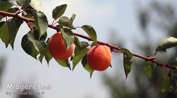 צמד מישמשים