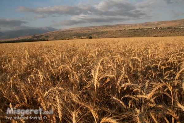שדה חיטה