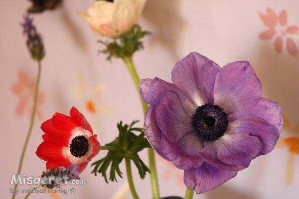 כלניות בבית