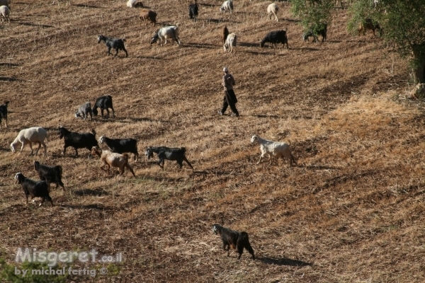 רועה את עדרו