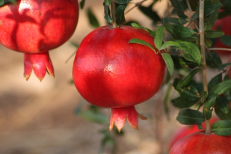 פרות